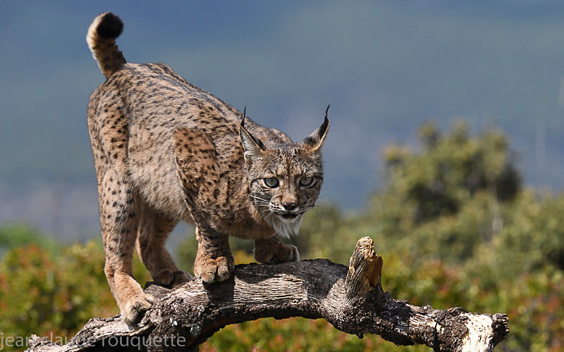  - Sierra de Andujar Andalucia (avril 2019)