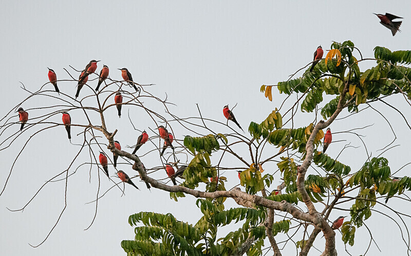 Rosy bee-eaters - Loango national park (Gabon 2024)