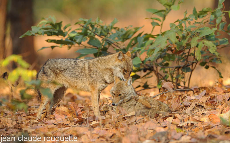 Jackal's couple. - Kanha and Corbet national parks (India 2011)