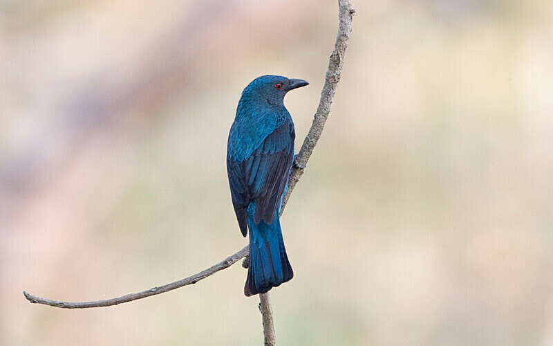Asian Fairy Bluebird - Manas National Park North East India 2025