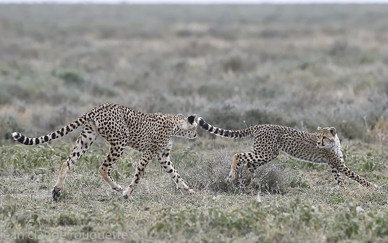  - Serengeti N.P. and N'Gorongoro Tanzania 2018