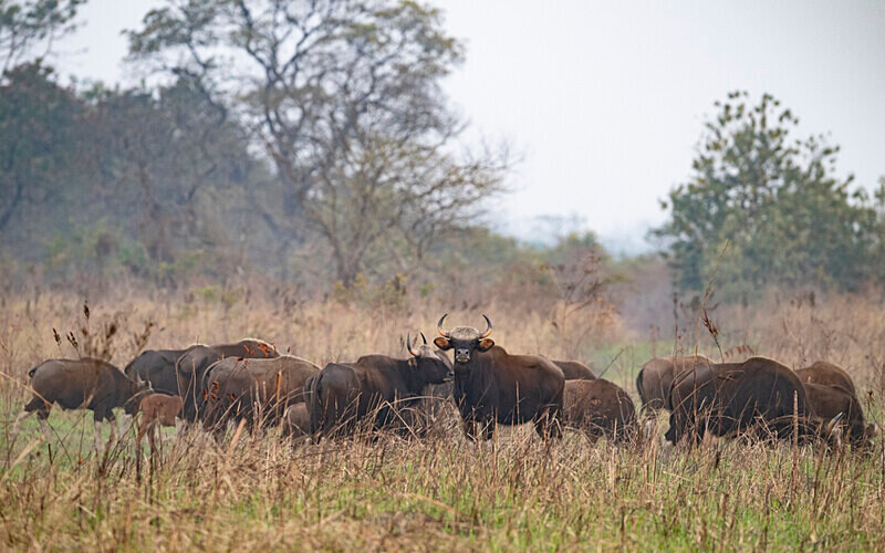 Herd of gaurs - Manas National Park North East India 2025