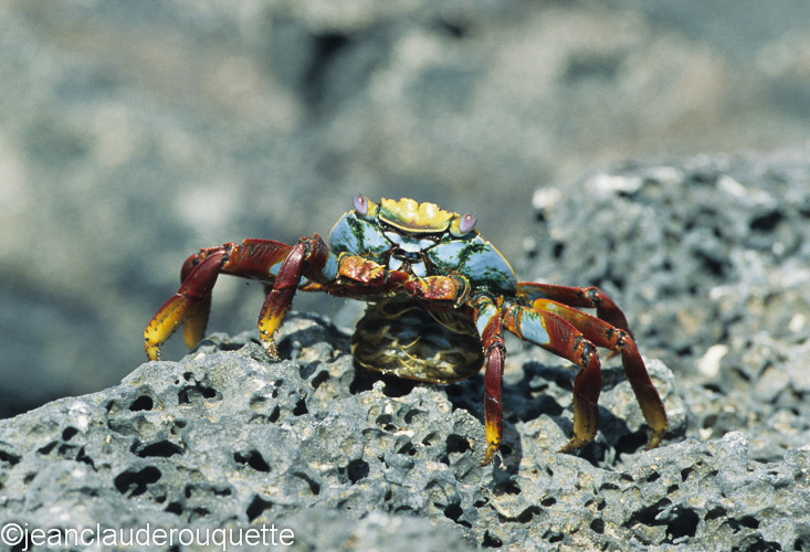 Lightfoot crab in Fernandina island - The Galapagos islands, Ecuador 2008