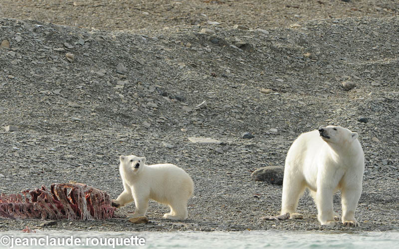 Mother and cub - North Canada 2012