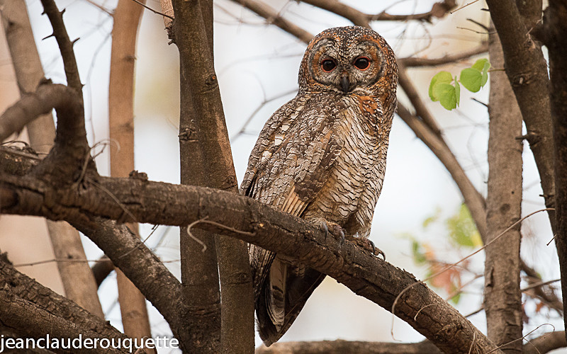 Mottled Wood Owl. - Pench national park (India 2016)