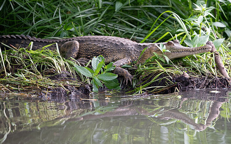 Faux gavial - Loango national park (Gabon 2024)