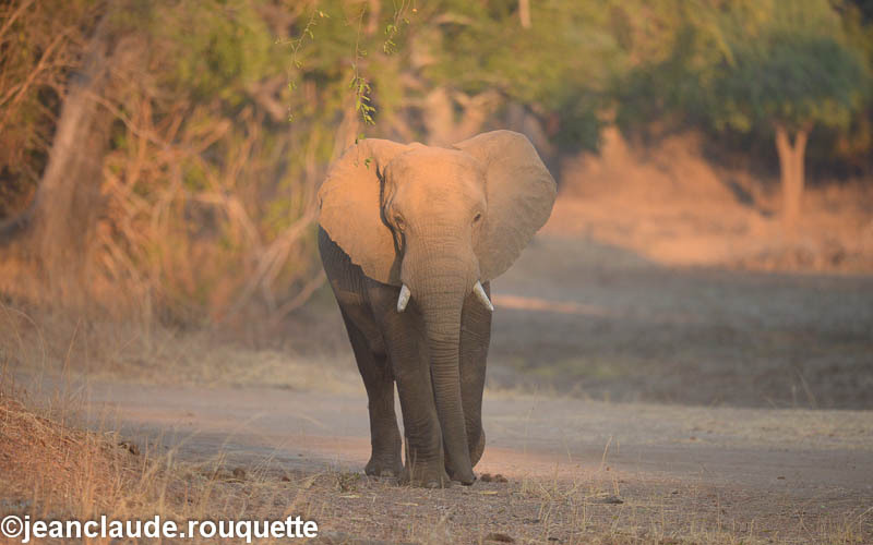 The last sunlight - South Luangwa 2014 (Zambia)
