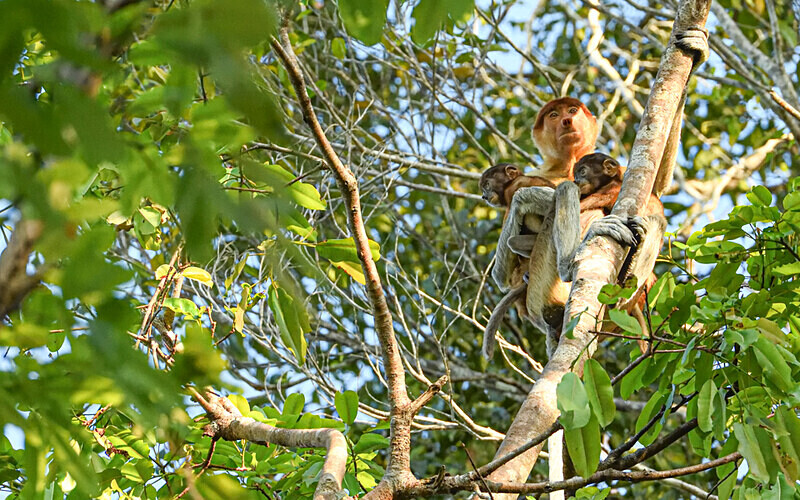 Kinabatangan river - Sabah avril 2024 Borneo Malaisie