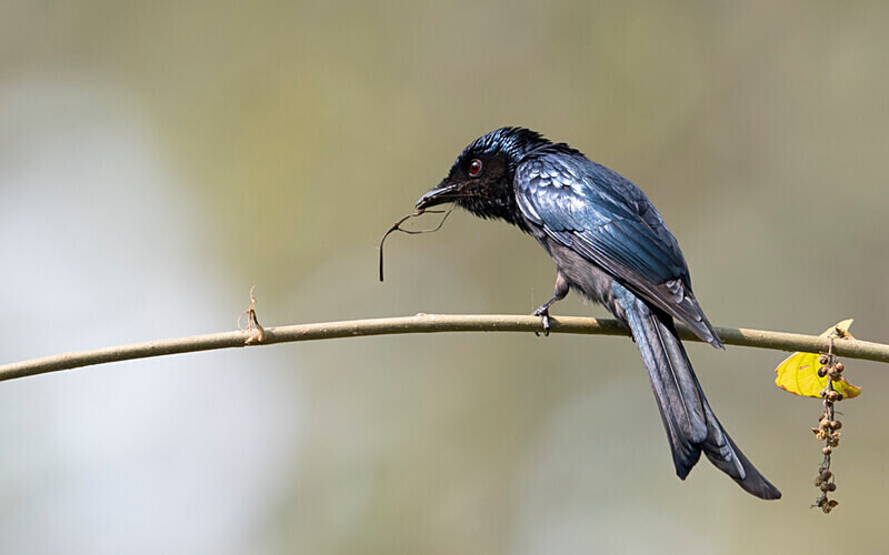 Ashy Drogon - Manas National Park North East India 2025