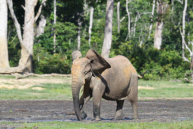  - Dzanga Sangha National Park (République Centrafricaine) 2019