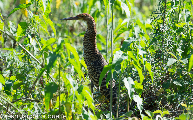 Rufescent tiger heron - Pantanal Brazil 2015