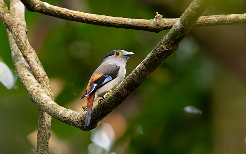 Silver-breasted Broadbill - Manas National Park North East India 2025