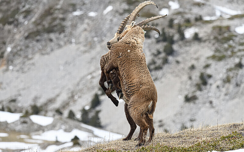  - Bouquetins Vercors