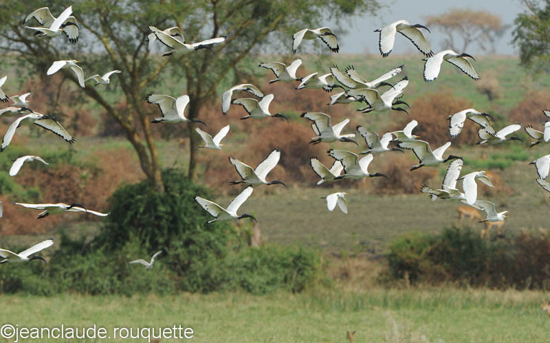 Sacred Ibis. - Queen Elisabeth N.P. Uganda 2012