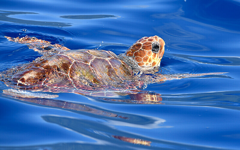 Caretta caretta - Açores 2020