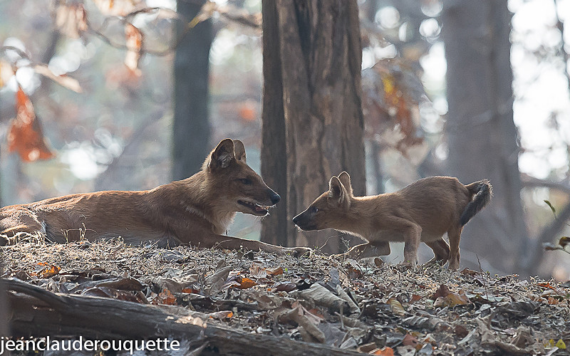 Dholes - Pench national park (India 2016)