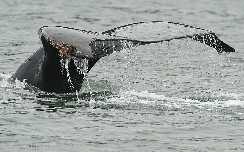 Humpbacked whale - Glacier bay national park (Alaska 2010)