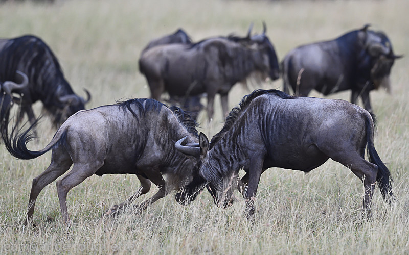  - Serengeti N.P. and N'Gorongoro Tanzania 2018