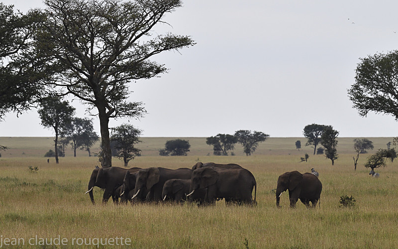 Little herd of elephants in Seronera - Serengeti N.P. and N'Gorongoro Tanzania 2018