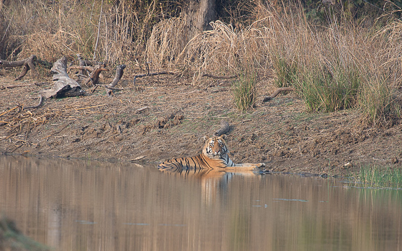 Baktasur - Tadoba national park 2017