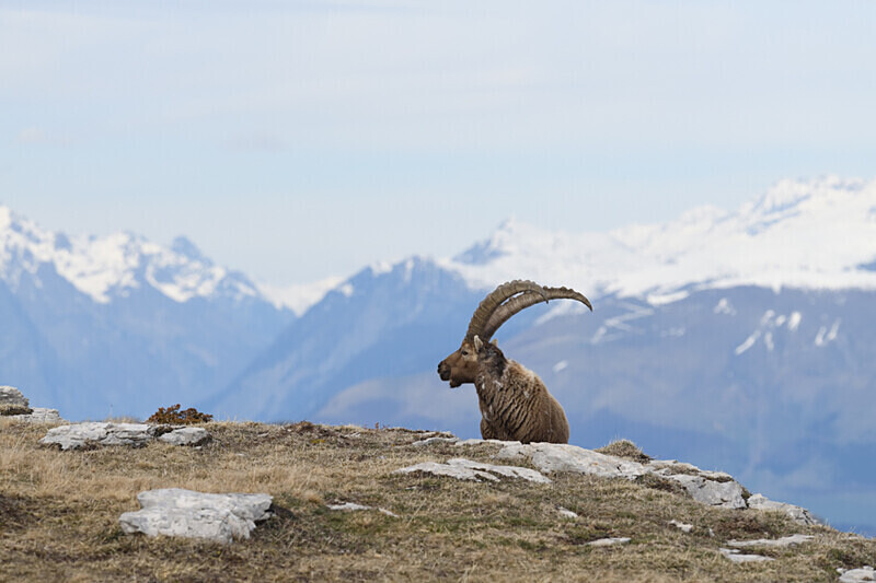  - Bouquetins Vercors