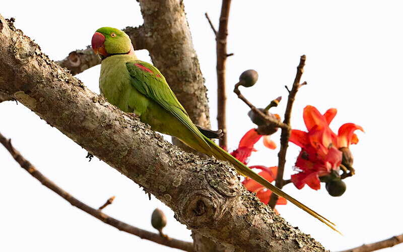Alexandrine Parakeet - Kaziranga National Park Noth East India 2025