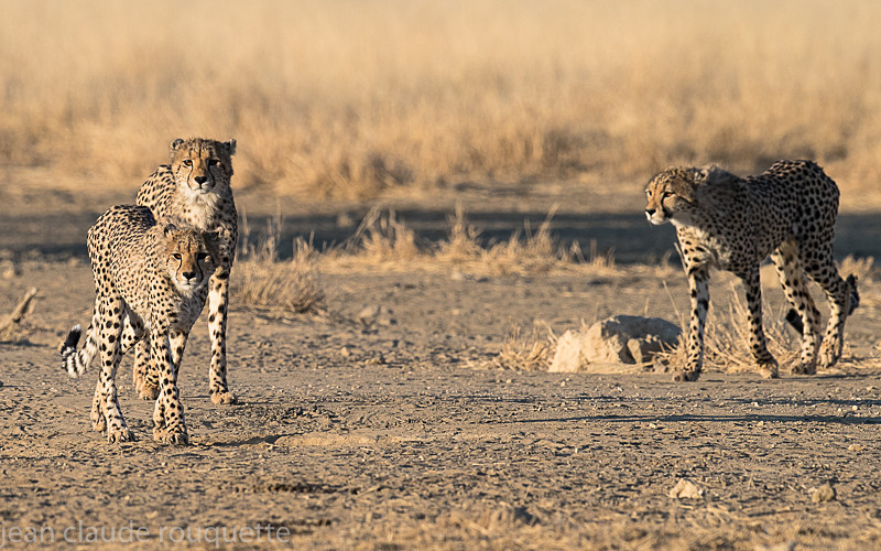  - Kgalagadi transfrontier park (2017)