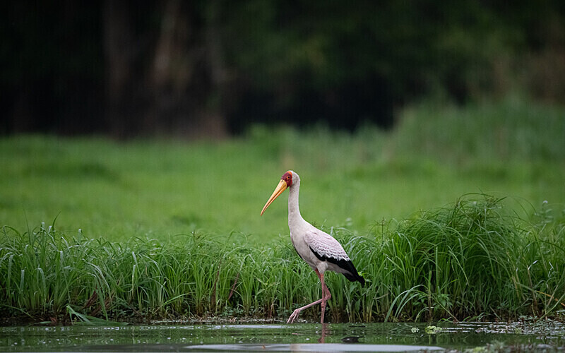 Yellow-billed stork - Loango national park (Gabon 2024)