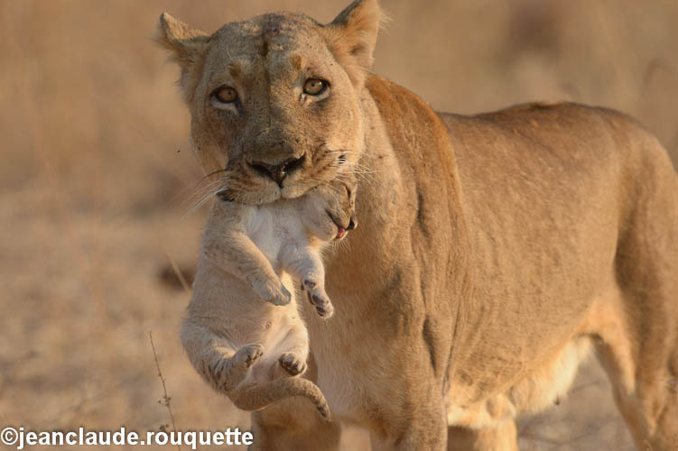 Lionness carrying her cub - South Luangwa N.P. Zambia 2013