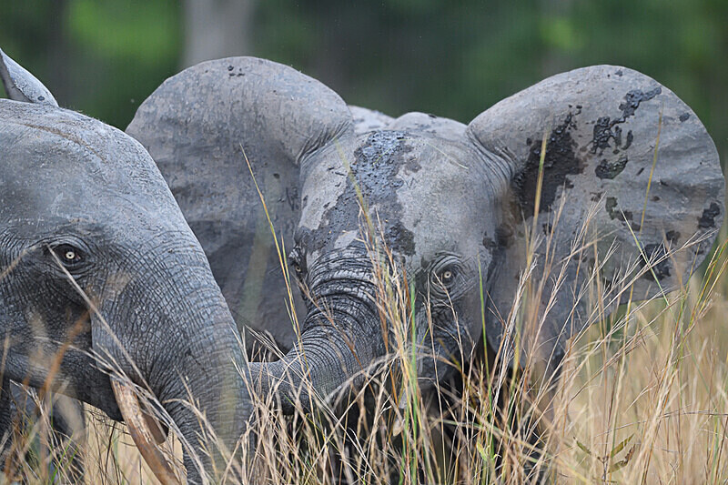 - Parc national de La Lope (Gabon 2024)