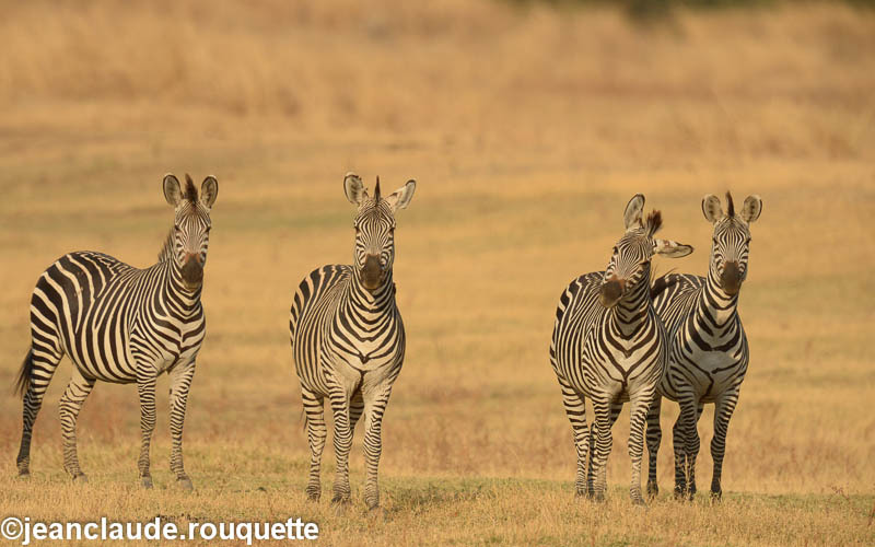 Zebras at Lion camp - South Luangwa N.P. Zambia 2013