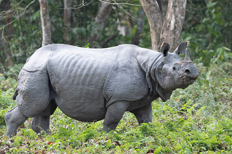 Rhino - Kaziranga National Park Noth East India 2025