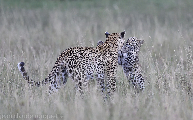  - Serengeti N.P. and N'Gorongoro Tanzania 2018