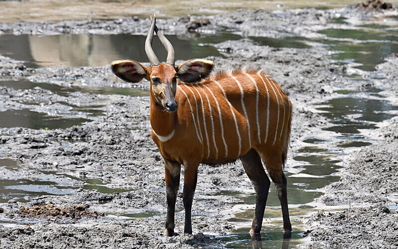 Bongo - Dzanga Sangha National Park (République Centrafricaine) 2019