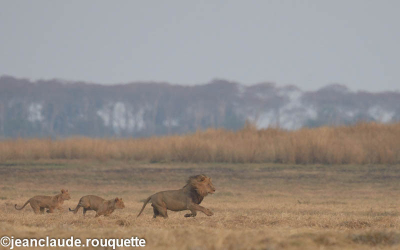 Lion followed by its cubs. - Kafue N.P. (Zambia2014)