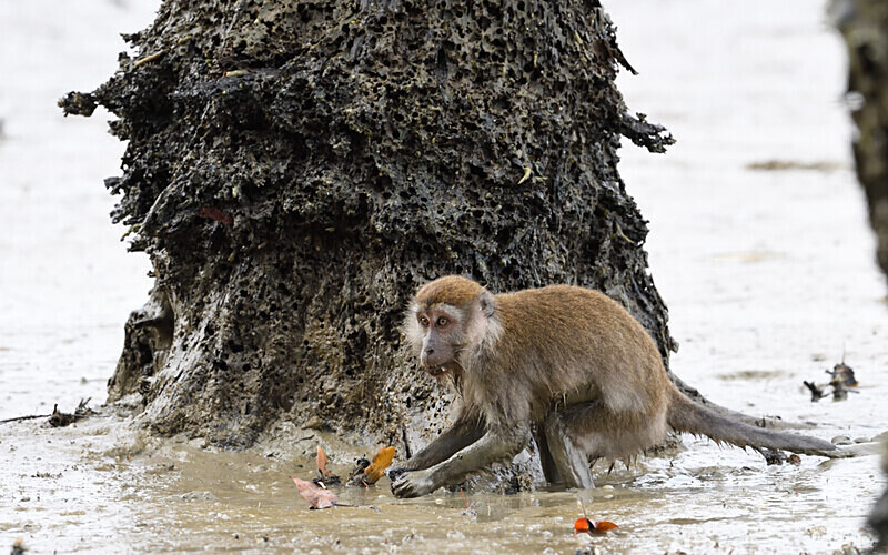 Long tailed macaque - Sarawak (avril 2024) Borneo Malaisie
