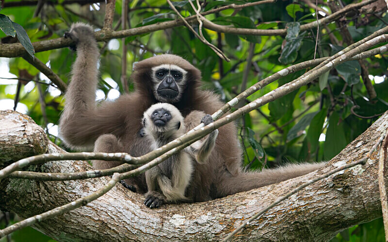 Hoolock Gibbon female with baby - Hollongapar wildlife sanctuary North East India 2025