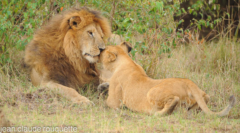 Tenderness between the lion and his cub. - Masai mara 2009 oloololo gate (Kenya 2009)