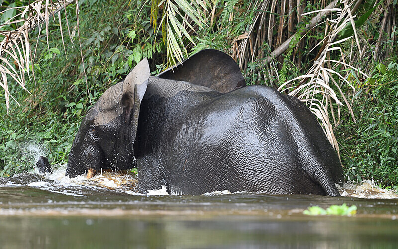  - Ivindo national park (Gabon 2024)