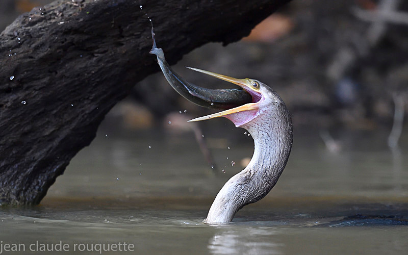 - Pantanal 2018 Porto Jofré