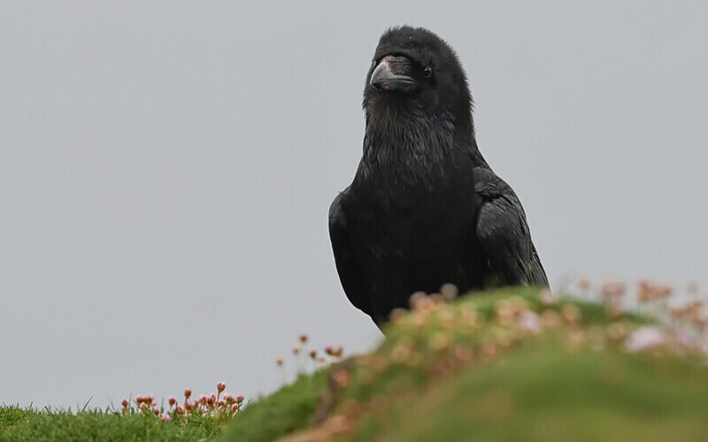 Grand Corbeau - Shetlands and Cairngorn national park (Scotland)