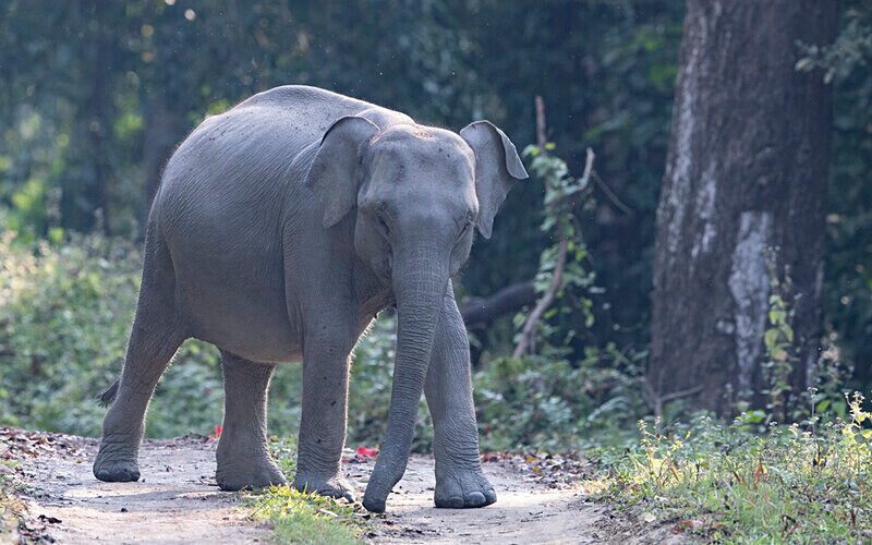 - Kaziranga National Park Noth East India 2025