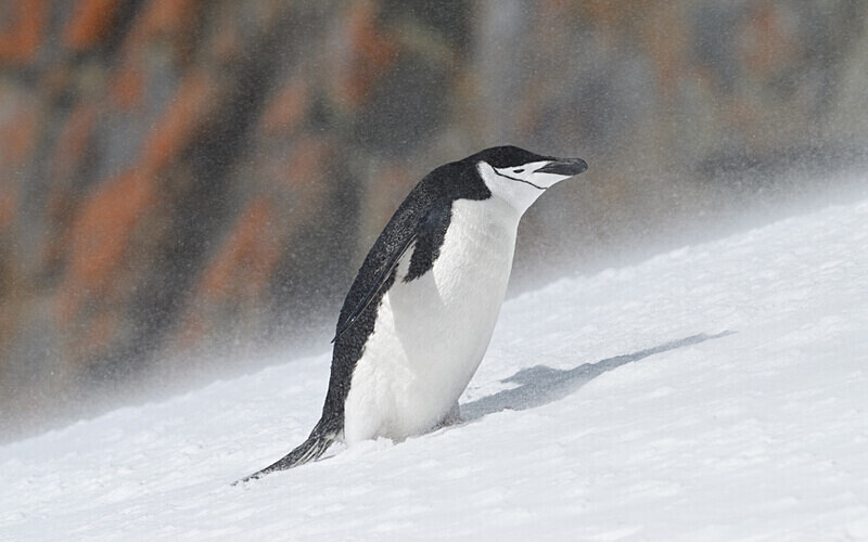  - Ushuaïa Malvinas South Georgia Antartica Peninsula