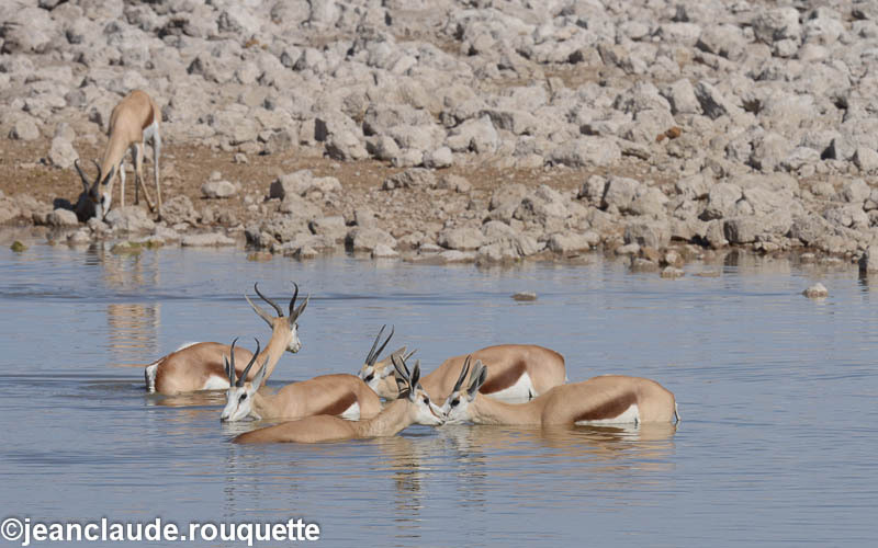 Springbocks - Etosha N.P.(Namibia 2013)