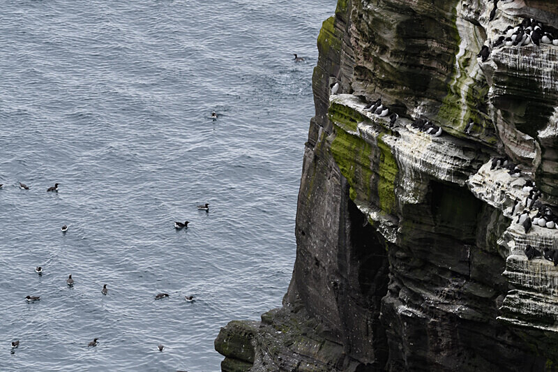 Guillemots de Brunnich at Sumburgh - Shetlands and Cairngorn national park (Scotland)