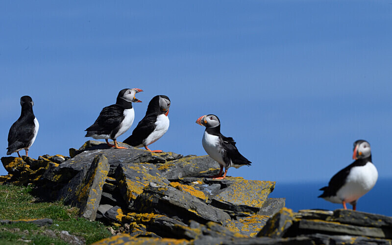 Noss - Shetlands and Cairngorn national park (Scotland)