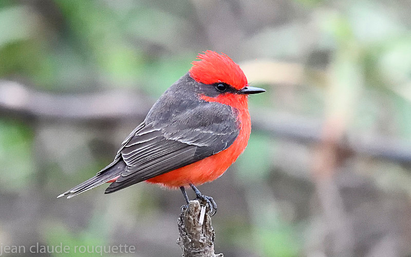 Vermilion Flycatcher - Pantanal 2018 Porto Jofré