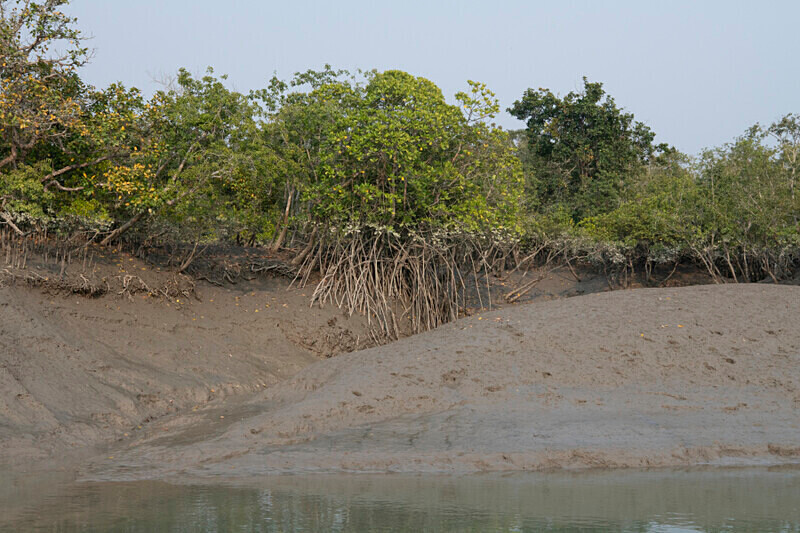  - Sundarban National Park North East India February 2025