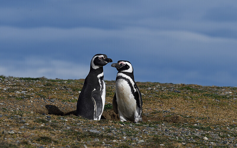 Magellanic Penguin - Patagonie Chilienne: Magellan Channel and Torres del Paine N.P.