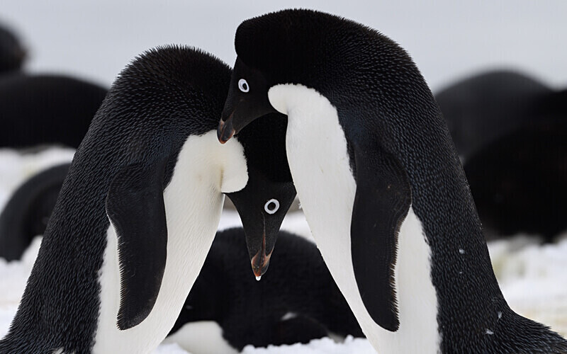  - Ushuaïa Malvinas South Georgia Antartica Peninsula
